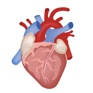 A diagram of a human heart