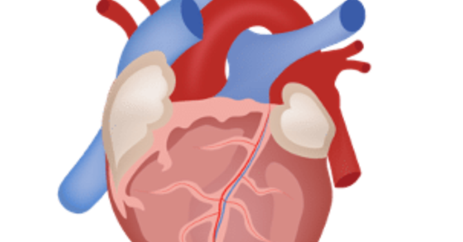 YOUR HEART AND NERVOUS SYSTEM image