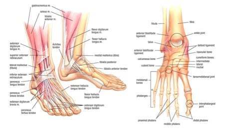 A diagram of the bones in a human's foot and hand