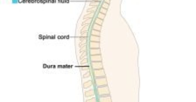 CRANIAL FUNCTION (PART 1) image