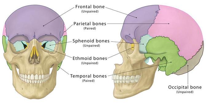 CRANIAL FUNCTION (PART 2) image