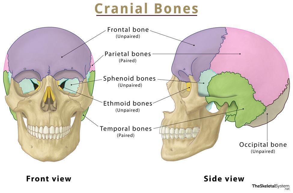 A diagram of a person's cranial bones