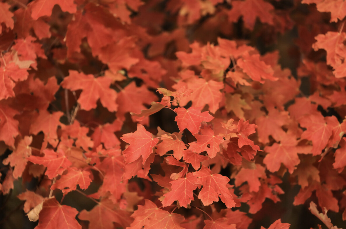 Close up photo of dark orange leaves on the forest floor