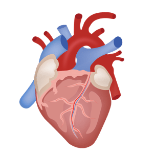 Your Heart and Nervous System