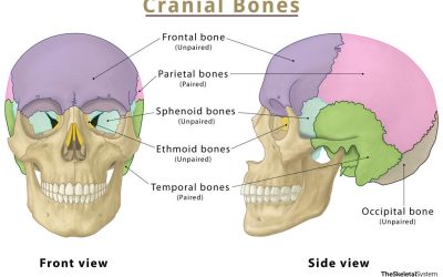 Cranial Function (Part 2)